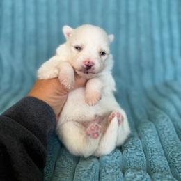 Malcolm - White male Pomsky puppy in Aberdeen, Idaho from Willow Creek Cresteds