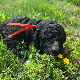 Muffin - female Australian Mountain Doodle puppy in Sherrills Ford, North Carolina from Magnolia Grove Farms
