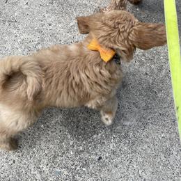 Goldendoodle Puppies from Coal Country Doodles