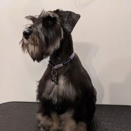 Chyna - Miniature Schnauzer