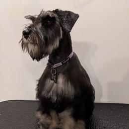 Chyna - Miniature Schnauzer