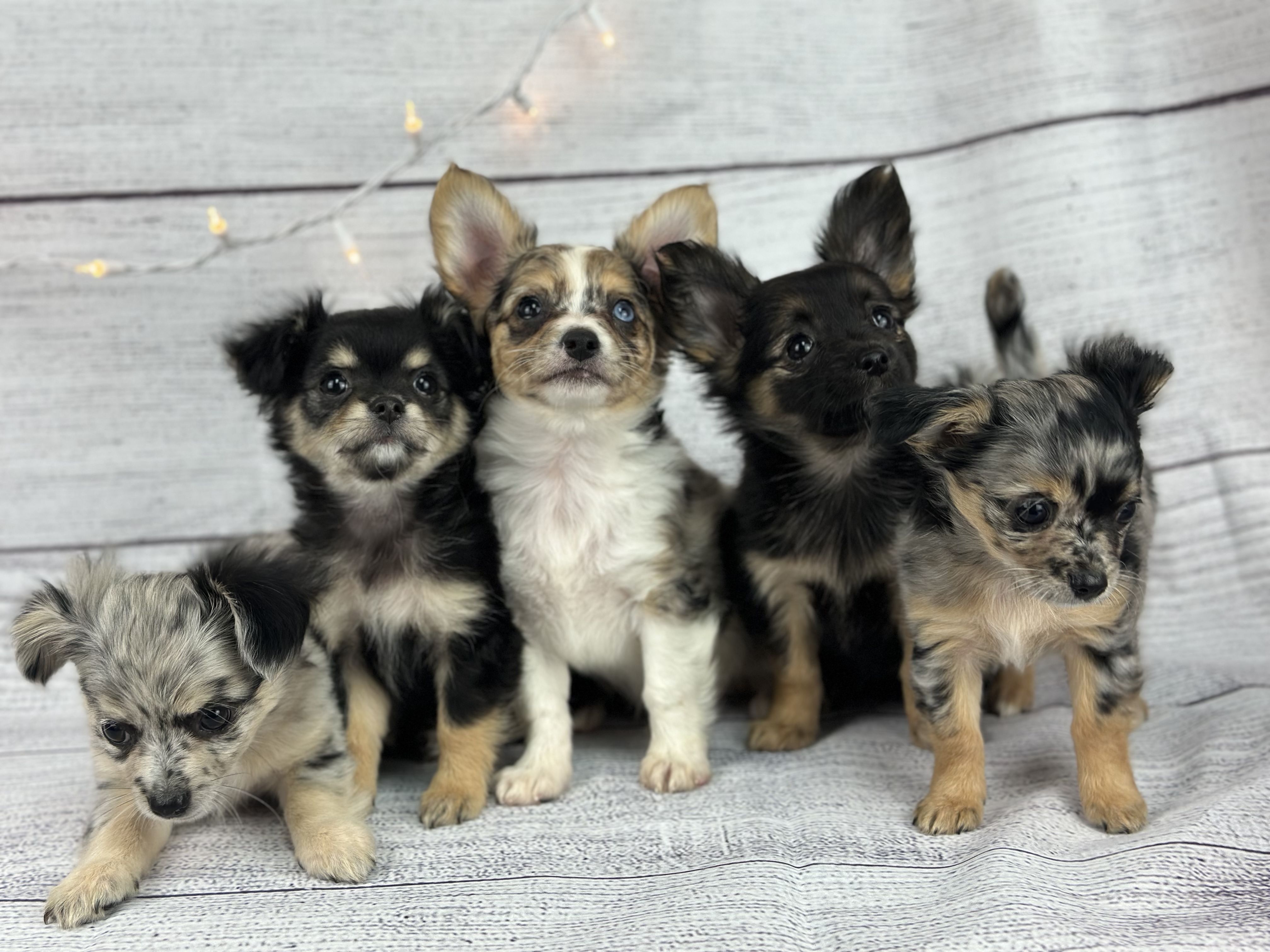 A group of Chihuahua puppies