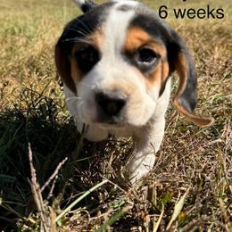 AKC Lynx - Black tan and white male Beagle puppy in Rogersville, Missouri from Hales Little Beagle Haven