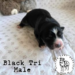 Guffy - Black tri male Miniature Australian Shepherd puppy in Jaroso, Colorado from Heaven Sent Aussies