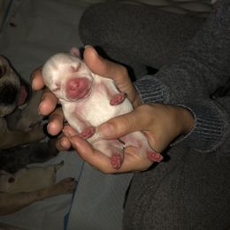 French Bulldog Puppies from 360° Frenchies