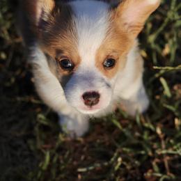 American Corgi and Pembroke Welsh Corgi Puppies from High Cotton Corgis