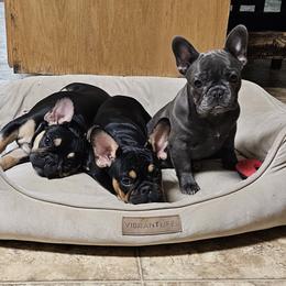 French Bulldog Puppies from Donna Johnson