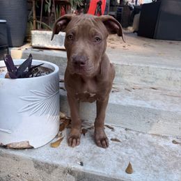 Knox - Brown male American Bully puppy in El Dorado, Arkansas from KO Dynasty Kennels