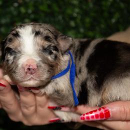 Shamrock - Blue merle male Australian Shepherd puppy in Placerville, California from BFF Aussies