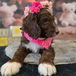 Violet - Brown and white female Aussiedoodle puppy in Prescott Valley, Arizona from Ramirez Family Doodles