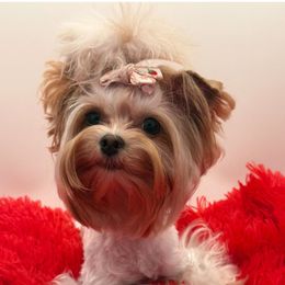 Gemma - Yorkshire Terrier