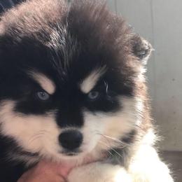 Penny - Black and white female Pomsky puppy in Spring Hill, Florida from PDQ Pomskies