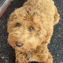 Wren Rose - Goldendoodle
