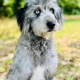 Fancy - Aussiedoodle