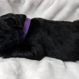 German Shepherd Puppies from Prolific Northwest K9s