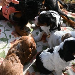 Cavalier King Charles Spaniel Puppies from Critter's Cottage Cavaliers
