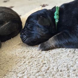 Green male - Tiger male Perro de Presa Canario puppy in Holland, Ohio from Lykaios Kennels