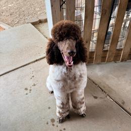Chaos - Brown male Poodle puppy in Hesperia, California from HD Poodles