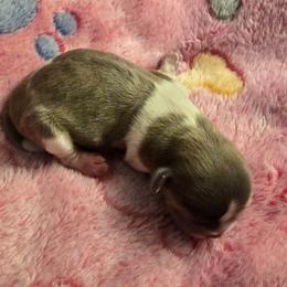 Blue brindle - Blue and white female Shih Tzu puppy in Oakville, Washington from Garrard Creek Shih Tzus