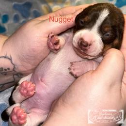 Nugget - Chocolate and tan male Dachshund puppy in Nashville, Tennessee from Dunham Dachshunds
