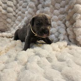 White - Gray female Cane Corso puppy in Fritch, Texas from Carrie Brown's Cane Corsos
