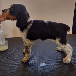 Sassafras - Tri-Roan female English Springer Spaniel puppy in Redding, California from Springer's Journey Spaniels California