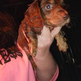 Boy 1 - Chocolate and tan male Dachshund puppy in Lansing, Michigan from Black Thunder 517 Cane Corso and Dachshunds