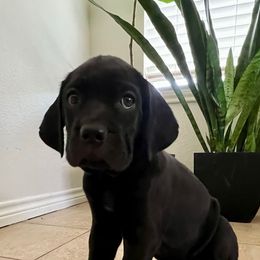 Tiana - 5000 - Black female Cane Corso puppy in Denton, Texas from Raising Kane Corso’s