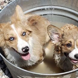 American Corgis from Wigglebutts Ranch Corgis