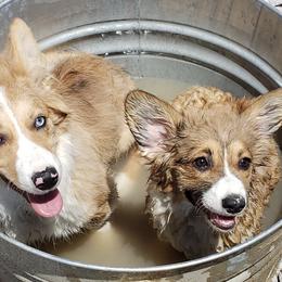 American Corgis from Wigglebutts Ranch Corgis