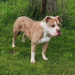 Luna - Alapaha Blue Blood Bulldog