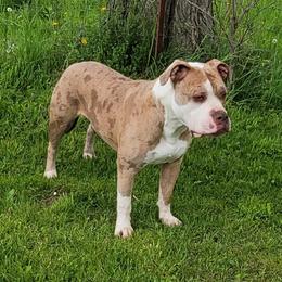 Luna - Alapaha Blue Blood Bulldog