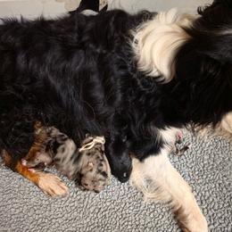 Buck - Black tri male Miniature Australian Shepherd puppy in Lithia, Florida from Waterford Doodle Farm