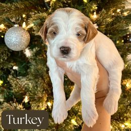 Turkey - Parti male Goldendoodle puppy in Aubrey, Texas from The Parrish Doods