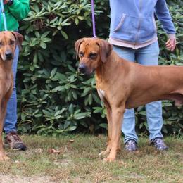 Rhodesian Ridgebacks from Adwera Rhodesian Ridgebacks