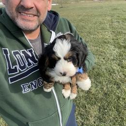 Bernedoodle, Cavapoo, Cockapoo, Goldendoodle, and Poodle Puppies from DoodleForever