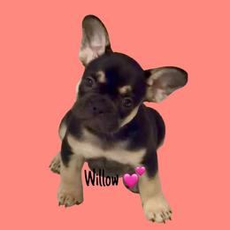 Willow - Black and tan female French Bulldog puppy in Peoria, Arizona from A Quality French Bulldogs AZ