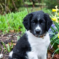 Stabyhouns from Trillium Point Stabyhouns