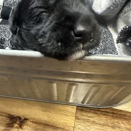 Miniature Schnauzer Puppies from Stevens Mini Schnauzers