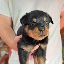Buddy - Black and mahogany male Rottweiler puppy in Gloster, Mississippi from Mississippi Rottweilers