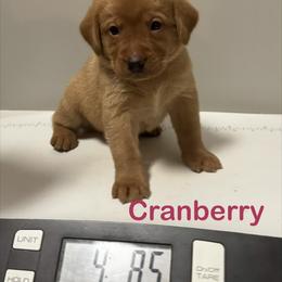 Cranberry - Yellow female Labrador Retriever puppy in Tigard, Oregon from Morrison Labrador Retreivers