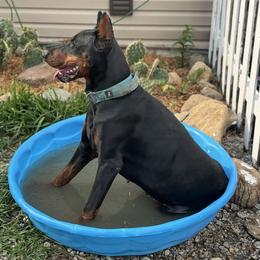 Little Stella - Doberman Pinscher