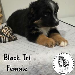 Harriet - Black tri female Miniature Australian Shepherd puppy in Jaroso, Colorado from Heaven Sent Aussies
