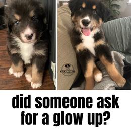 Australian Shepherd All Grown Up from Muckalee Lane Aussies