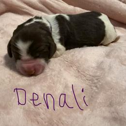 Denali - Liver white and roan female English Springer Spaniel puppy in Pensacola, Florida from LeichtHouse Kennel