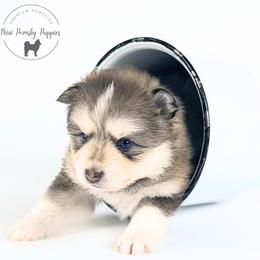 Teddy - Wolf sable male Pomsky puppy in Menahga, Minnesota from Mini Pomsky Puppies