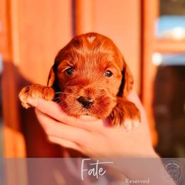 Fate - Red  female Goldendoodle puppy in Mahomet, Illinois from Jordan Family Doodles