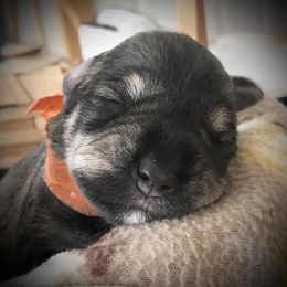 Miniature Schnauzer Puppies from MoonShadows Miniature Schnauzers