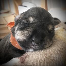 Miniature Schnauzer Puppies from MoonShadows Miniature Schnauzers