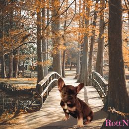 French Bulldog and Rottweiler Puppies from Rott'N'Frenchies